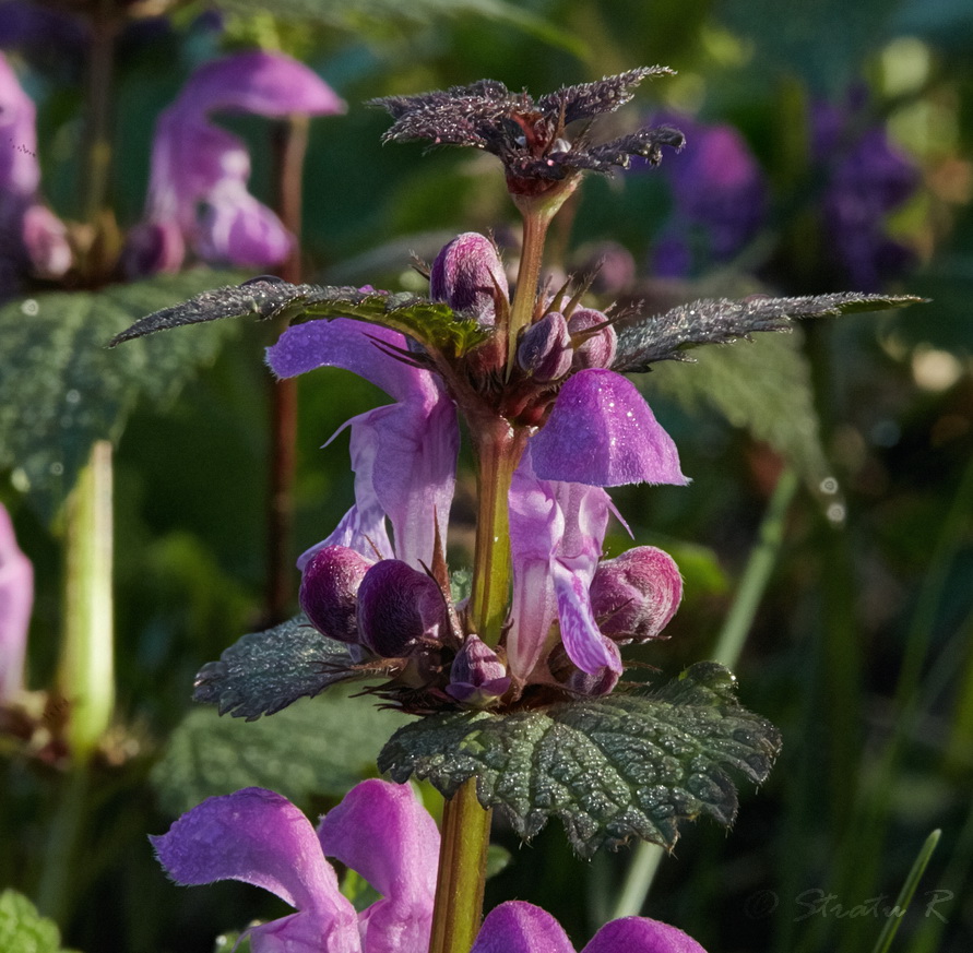 Изображение особи Lamium maculatum.