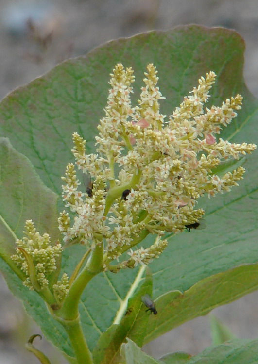 Изображение особи Aconogonon weyrichii.