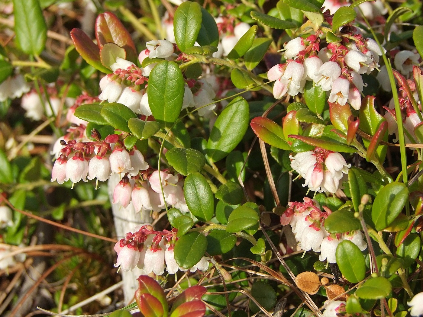 Image of Vaccinium vitis-idaea specimen.