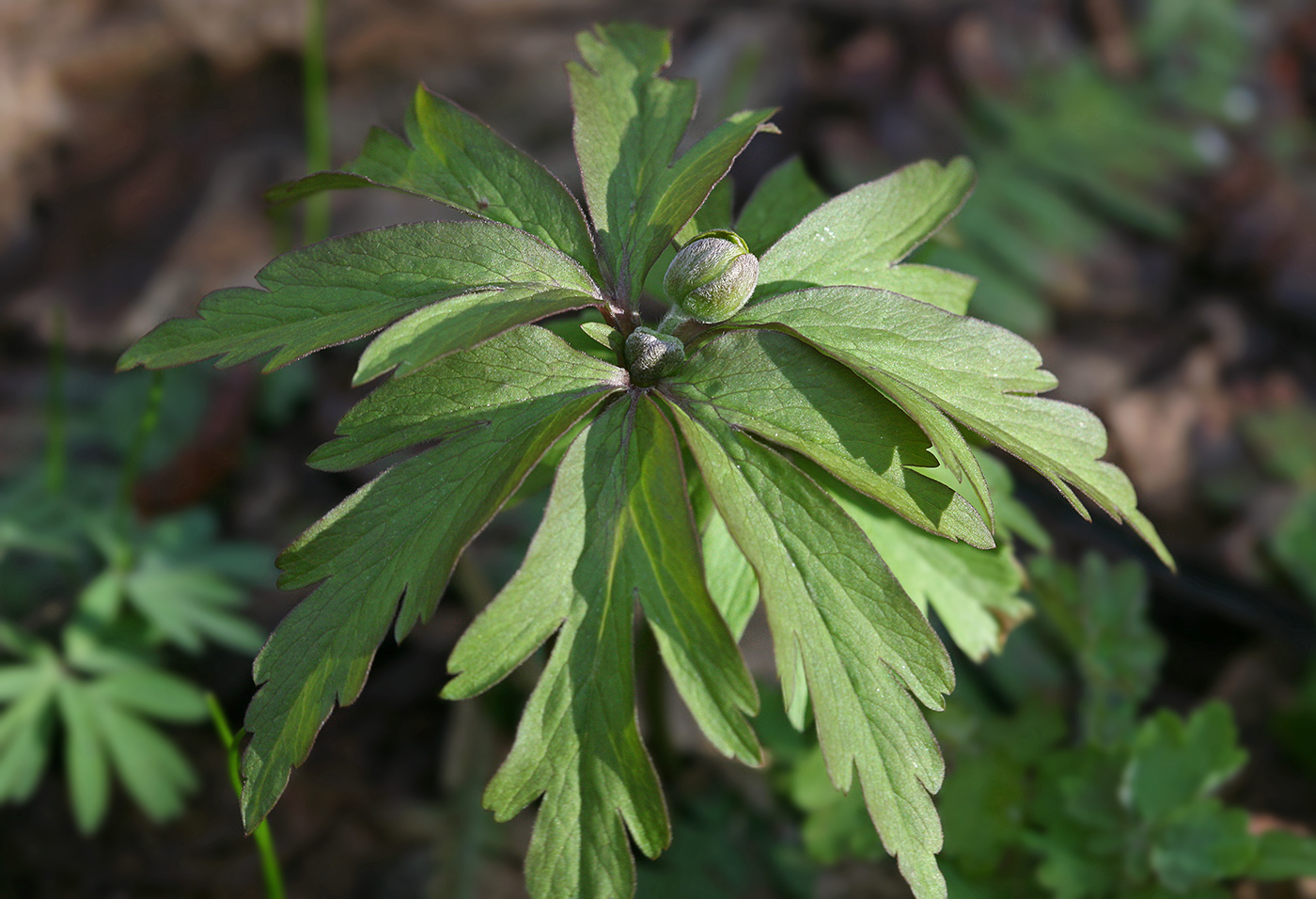 Изображение особи Anemone ranunculoides.