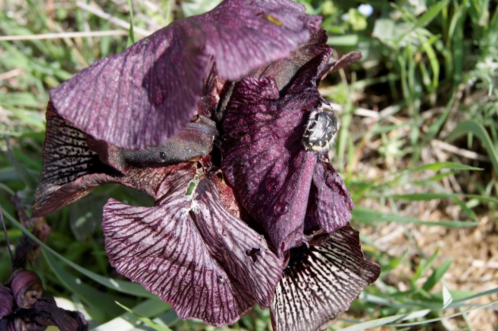Image of Iris lycotis specimen.