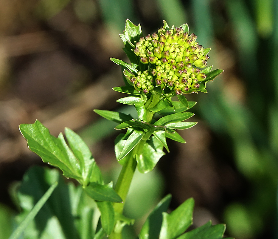 Изображение особи Barbarea vulgaris.