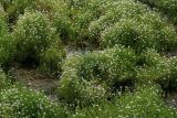 Stellaria crassifolia