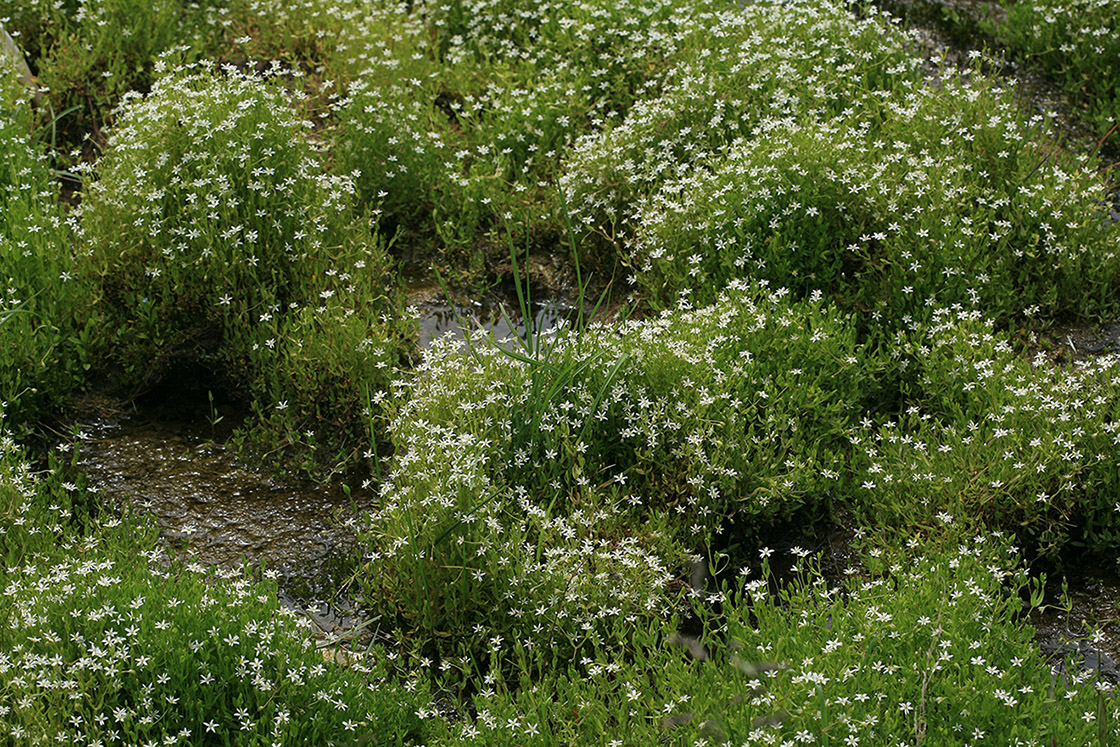 Изображение особи Stellaria crassifolia.