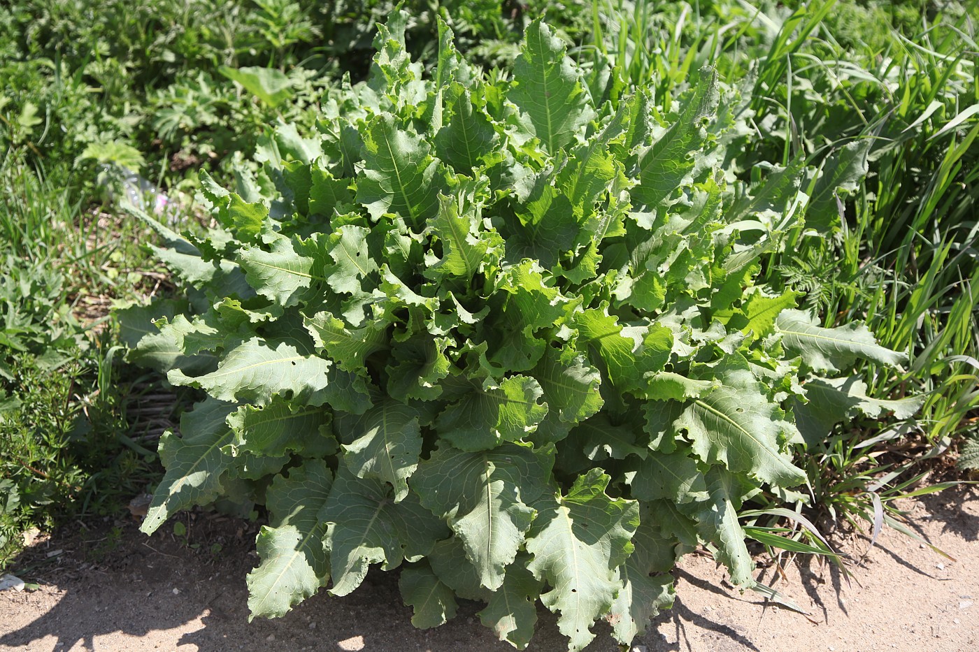 Image of Rumex confertus specimen.