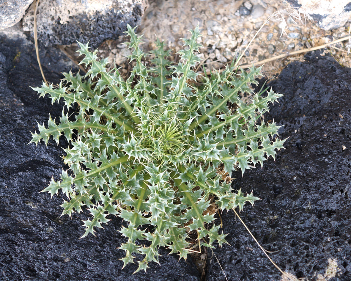 Изображение особи Carduus onopordioides.