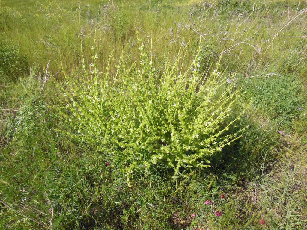 Image of Salvia verbascifolia specimen.