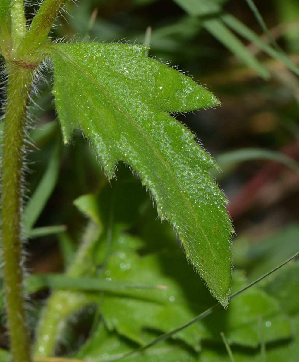 Изображение особи Tridax procumbens.