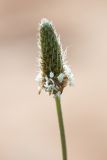 Plantago lanceolata. Соцветие. Ростовская обл., Усть-Донецкий р-н, окр. станицы Раздорская, степной склон. 08.06.2017.