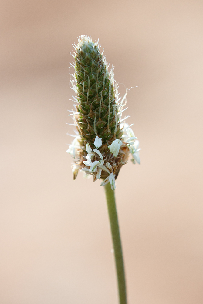 Image of Plantago lanceolata specimen.