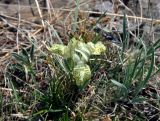 Iris potaninii