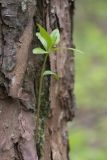 Trientalis europaea