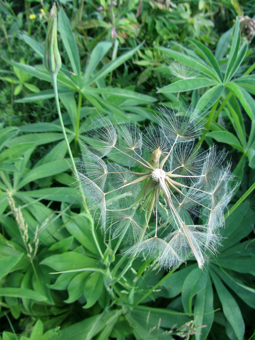 Изображение особи Tragopogon pratensis.