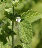 Melissa officinalis. Цветок и лист. Греция, Олимп (Όλυμπος), окр. приюта \"Ставрос\" (Καταφύγιο \"Σταυρός\"), ≈ 900 м н.у.м., обочина дороги. 12.07.2017.