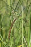 Carex acuta