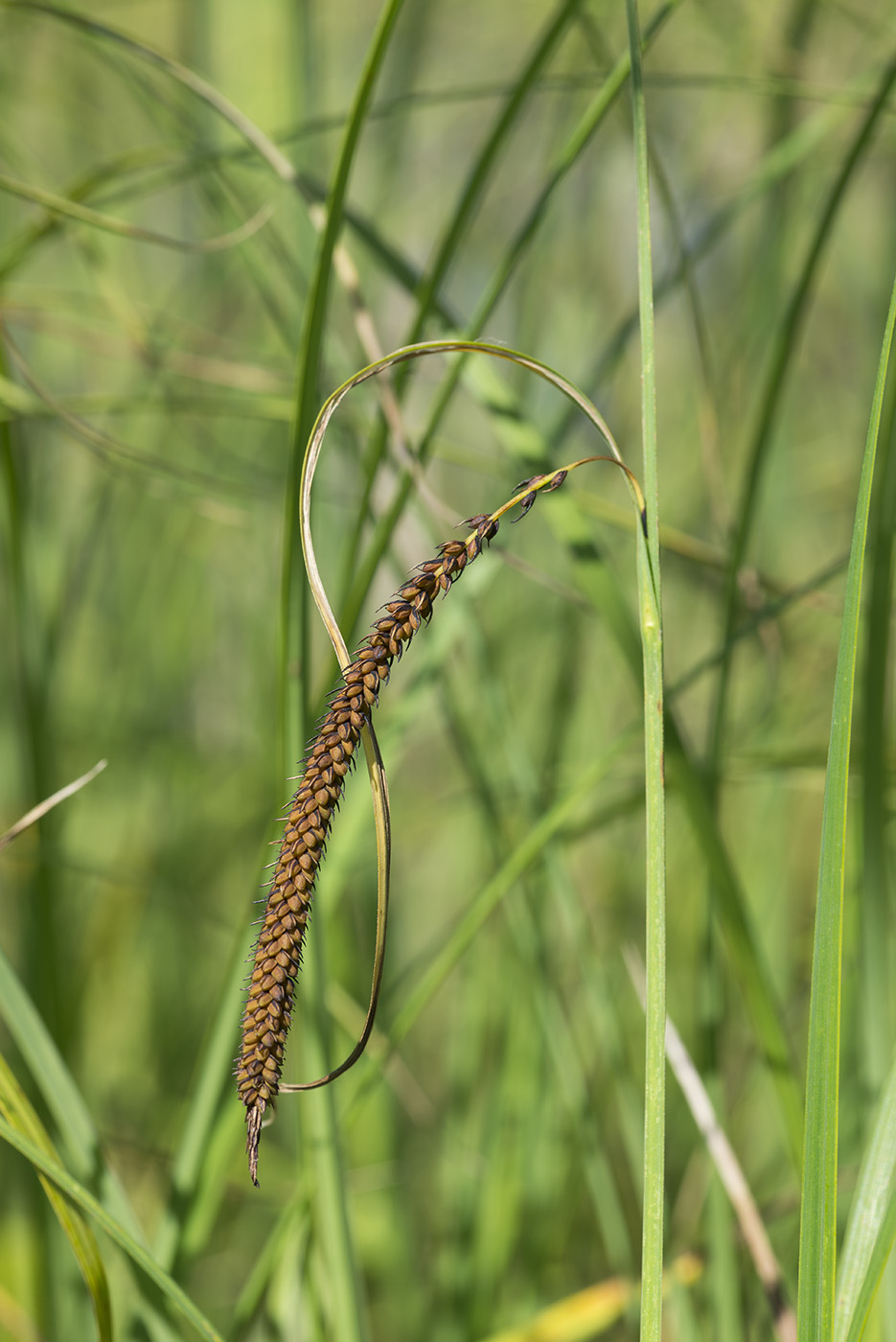 Изображение особи Carex acuta.