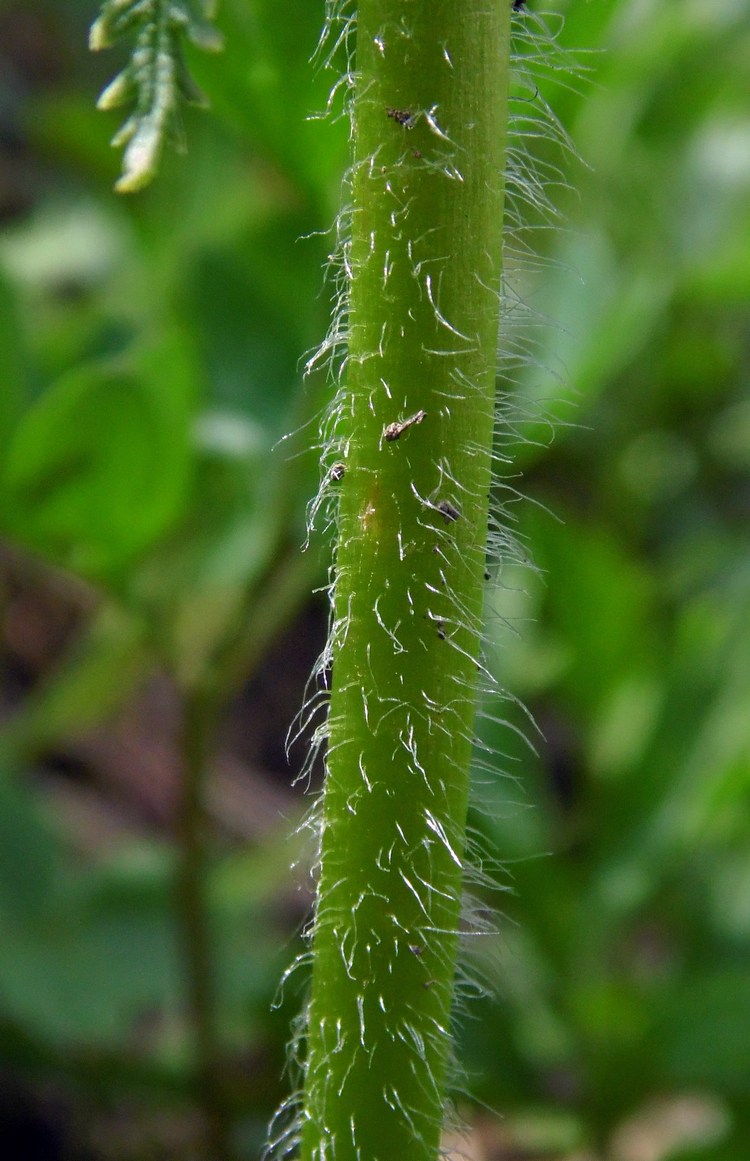 Image of Pedicularis condensata specimen.