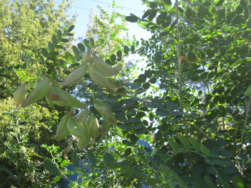 Изображение особи Colutea arborescens.