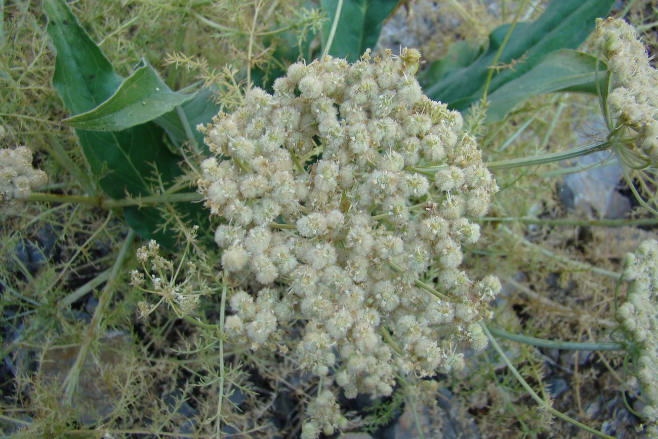 Image of Schrenkia ugamica specimen.