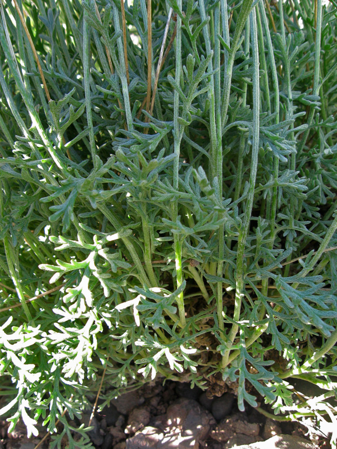 Image of Anthemis sterilis specimen.