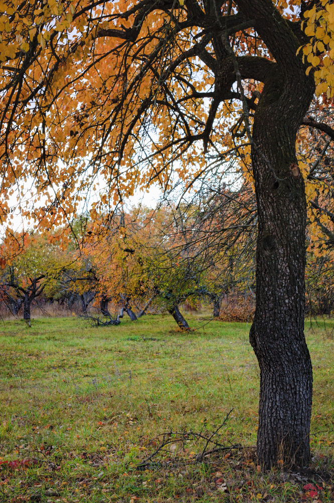 Image of genus Pyrus specimen.