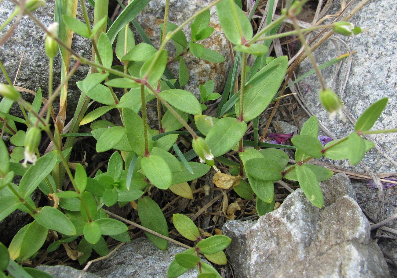 Изображение особи Cerastium polymorphum.