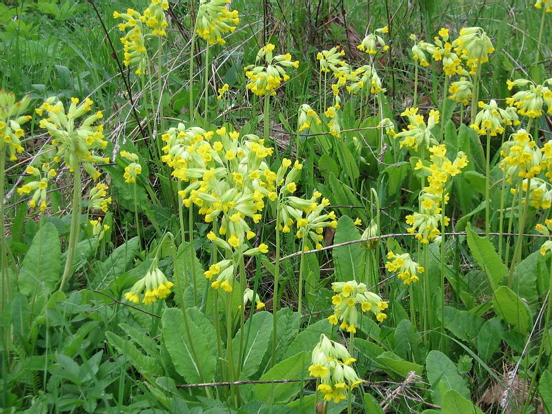 Image of Primula veris specimen.