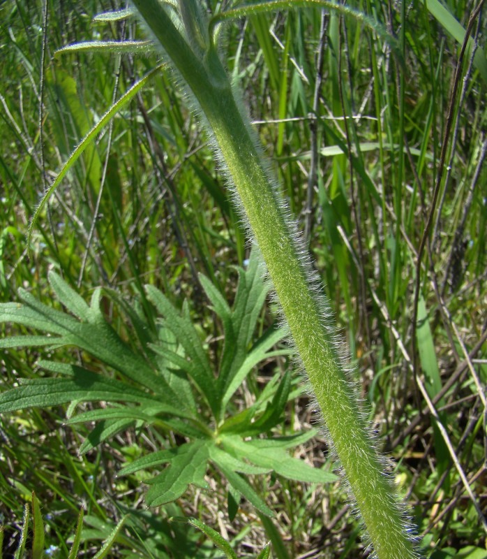 Image of Ranunculus polyanthemos specimen.