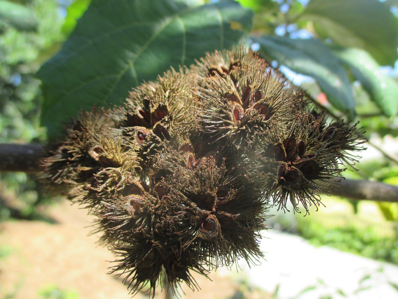 Image of Commersonia bartramia specimen.