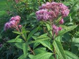 Eupatorium purpureum. Верхушки побегов с соцветиями. Москва, ГБС РАН. 20.09.2017.