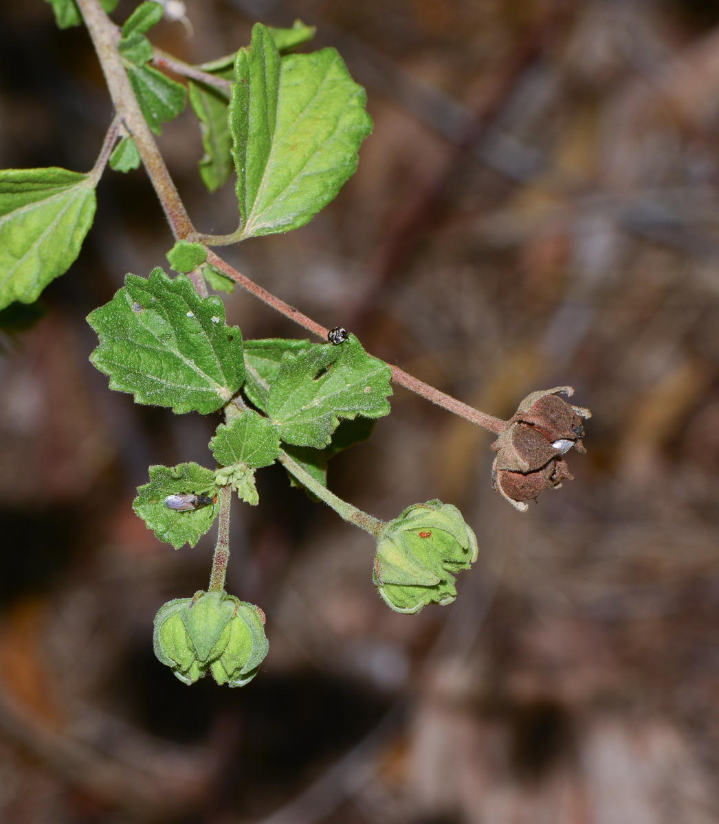 Image of Pavonia praemorsa specimen.