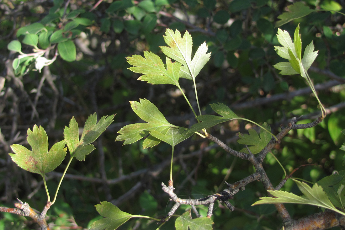 Изображение особи Crataegus pseudoheterophylla.