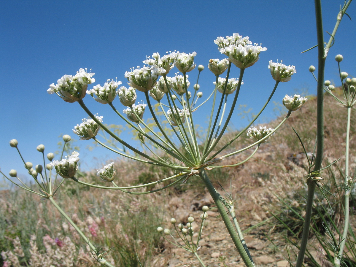 Image of Schtschurowskia margaritae specimen.