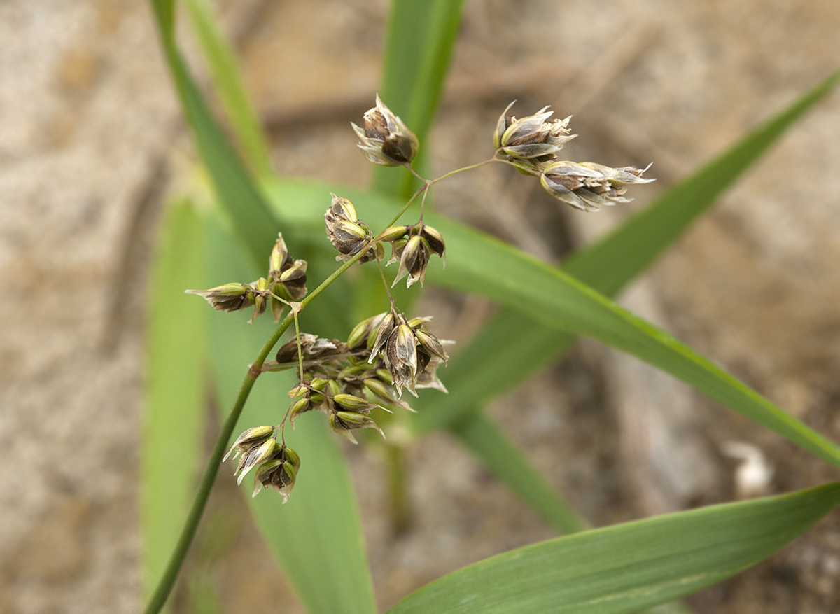 Изображение особи Hierochloe sachalinensis.