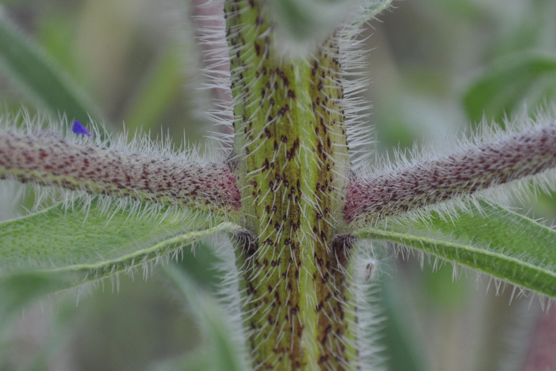 Изображение особи Echium biebersteinii.