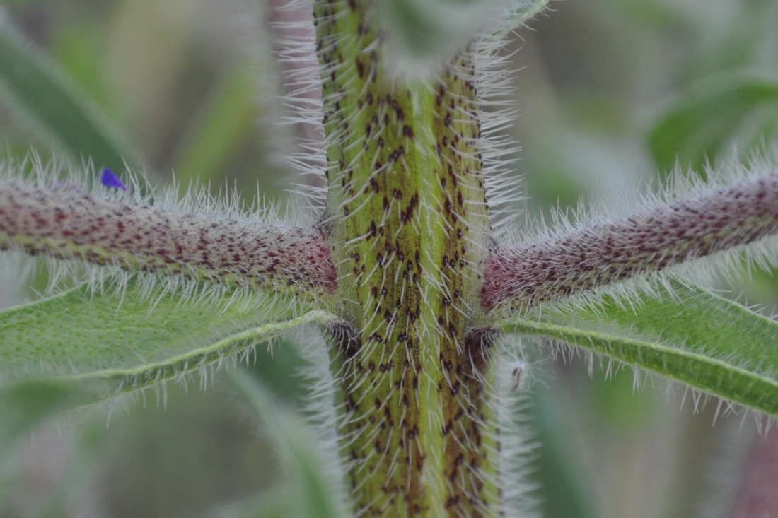 Image of Echium biebersteinii specimen.