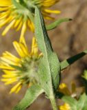 Inula britannica. Лист (вид с нижней стороны). Восточный Казахстан, г. Усть-Каменогорск, правый берег р. Иртыш, высыхающая часть заболоченного луга. 16.07.2017.