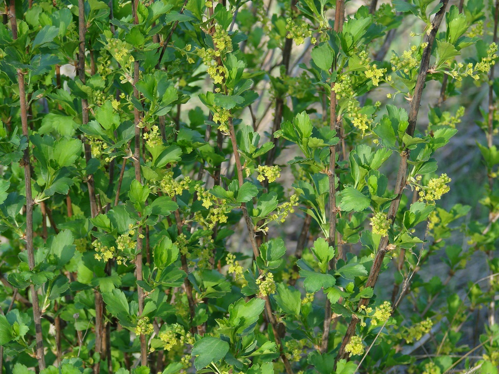 Image of Ribes diacantha specimen.