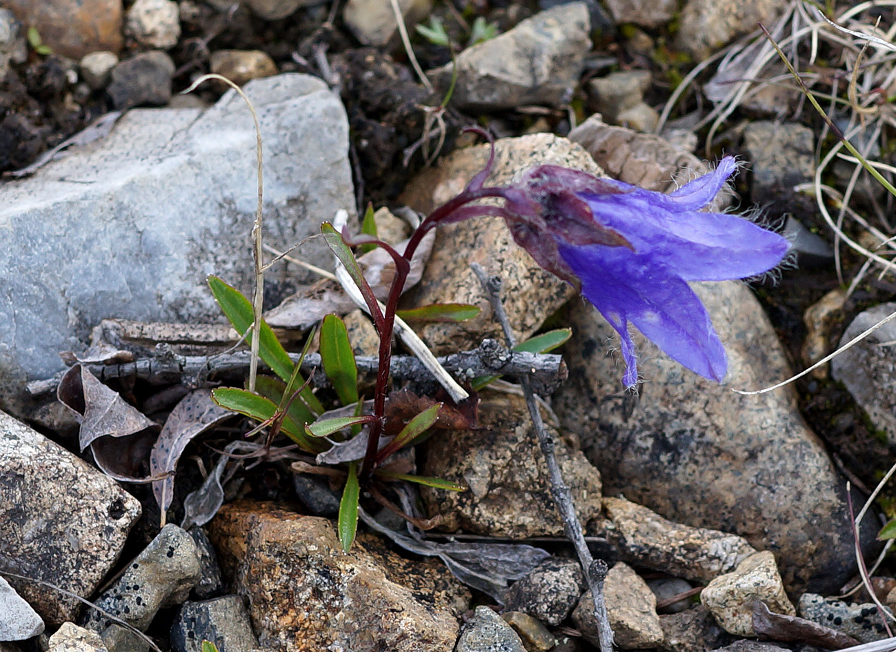 Изображение особи Campanula dasyantha.