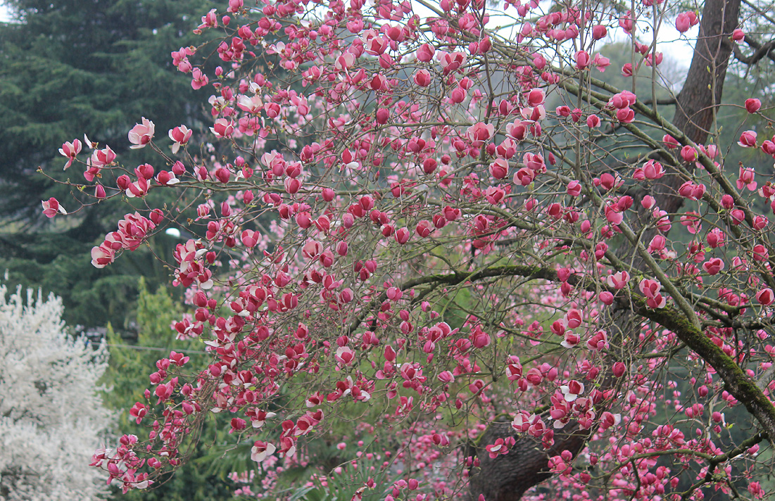 Image of Magnolia &times; soulangeana specimen.