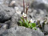 Cardamine bellidifolia. Цветущее и плодоносящее растение. Чукотка, побережье бухты Провидения. 12.07.2003.