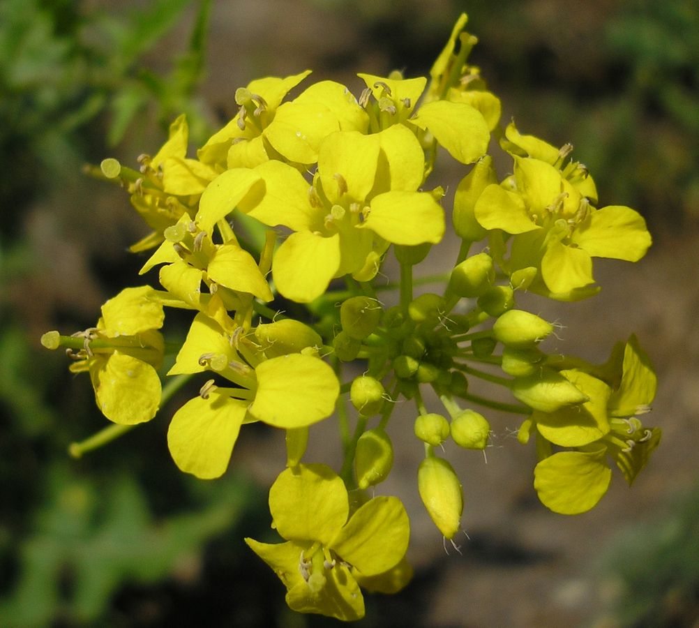 Image of Sisymbrium loeselii specimen.