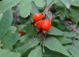 Rosa amblyotis
