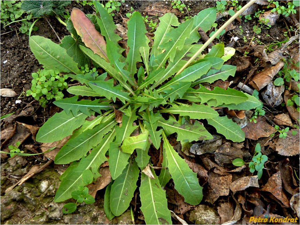 Изображение особи род Taraxacum.