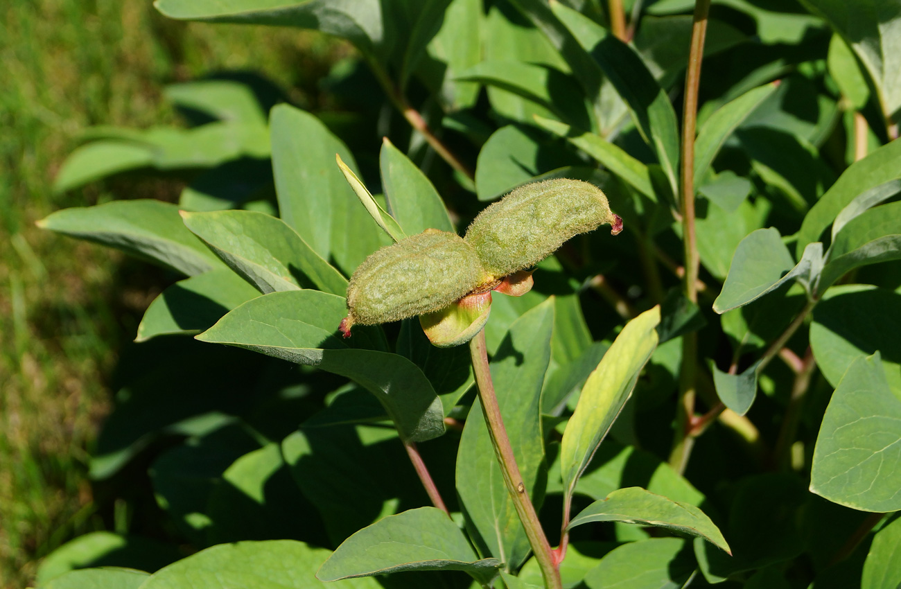 Image of Paeonia mlokosewitschii specimen.