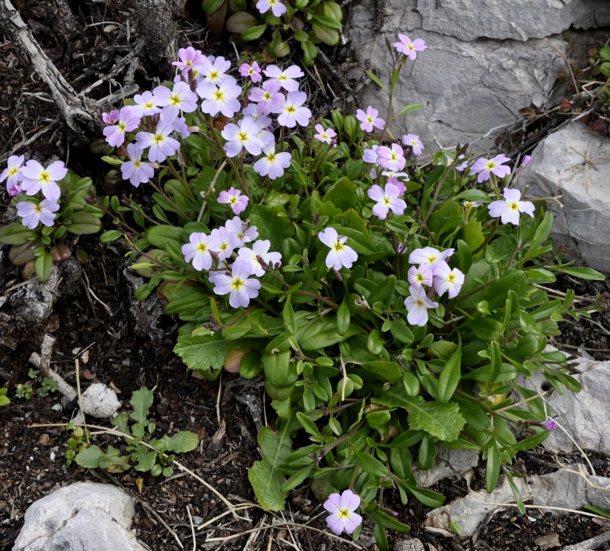 Image of Malcolmia flexuosa specimen.