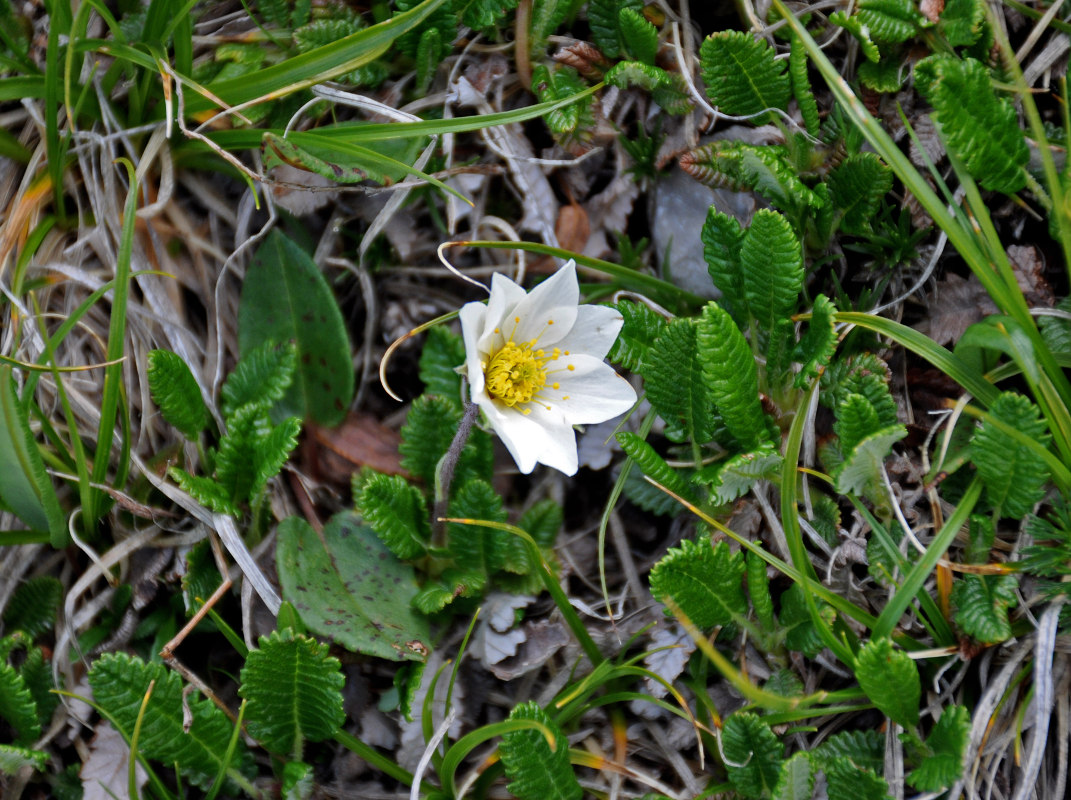 Изображение особи Dryas caucasica.