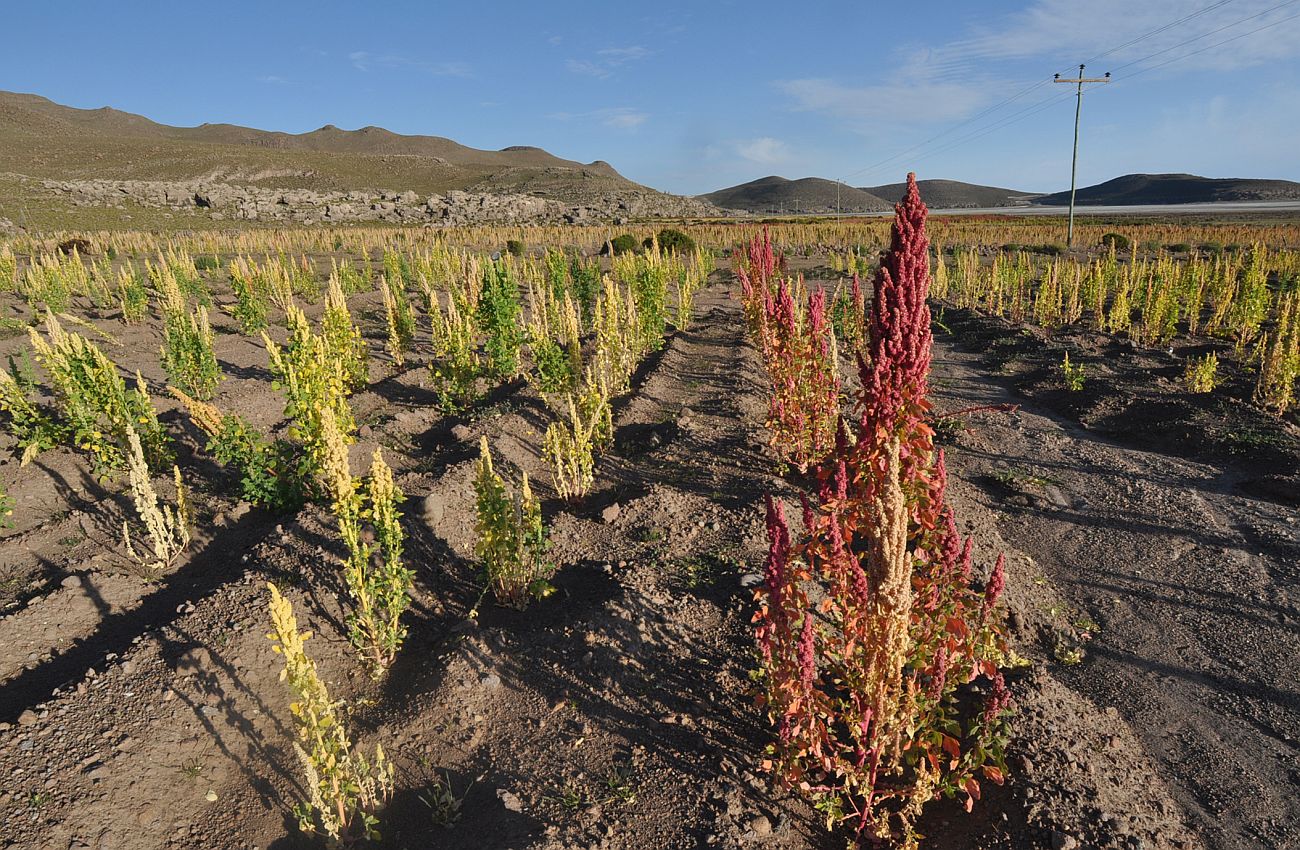 Изображение особи Chenopodium quinoa.