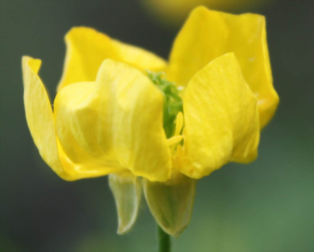 Изображение особи Ranunculus constantinopolitanus.