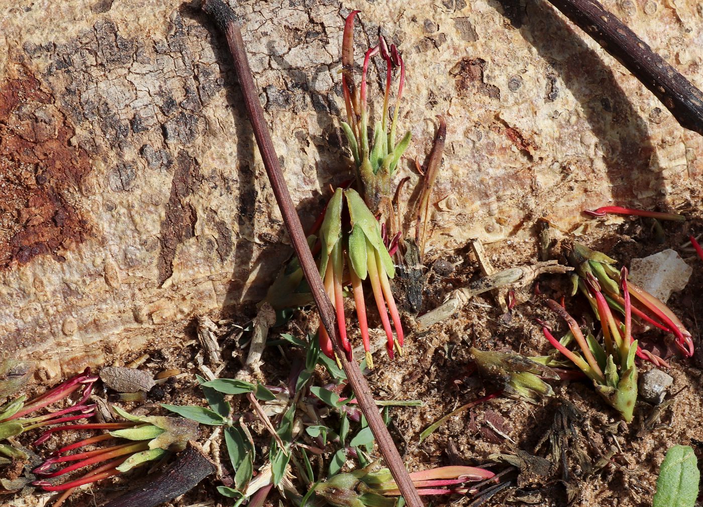 Image of Acrocarpus fraxinifolius specimen.